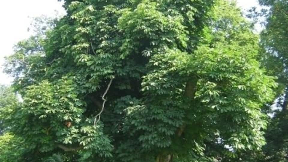 Twisted Tree and canopy. This is one of the many beautiful trees in Cheam park