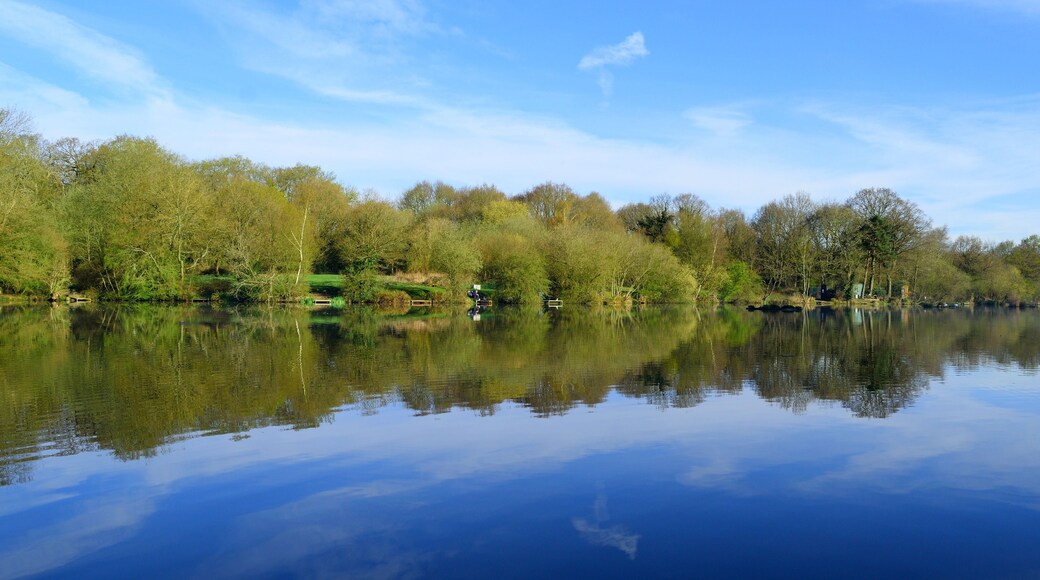 Un río tranquilo que refleja árboles y un cielo despejado.