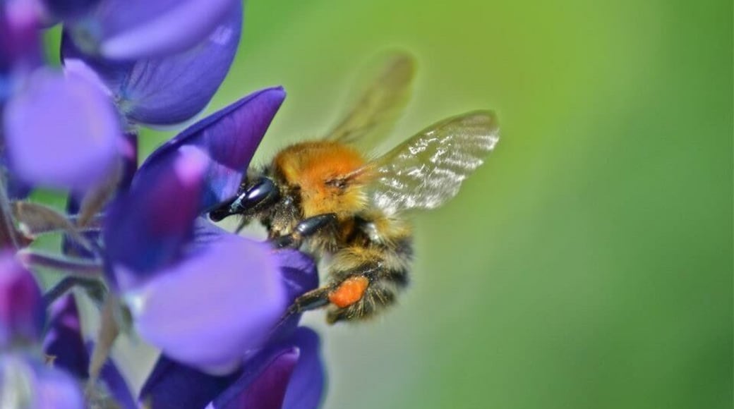 Taken in Derbyshire, UK.
#photography #photo #outside #outdoors #garden #nature #wildlife #summer #summersday #sun #sunny #sunnyday #insect #bee #bumblebee #black #yellow #buzz #pollen #flower #plant #focus #detail #practice #macro #closeup