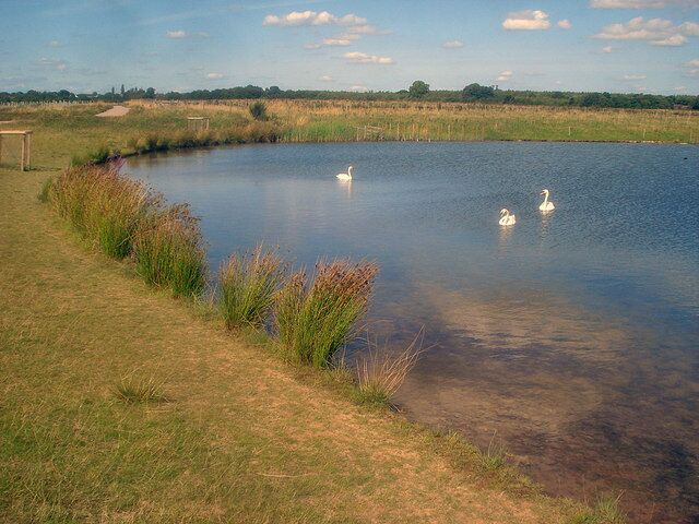 A calm pond with three swans, surrounded by grassy banks and reeds.