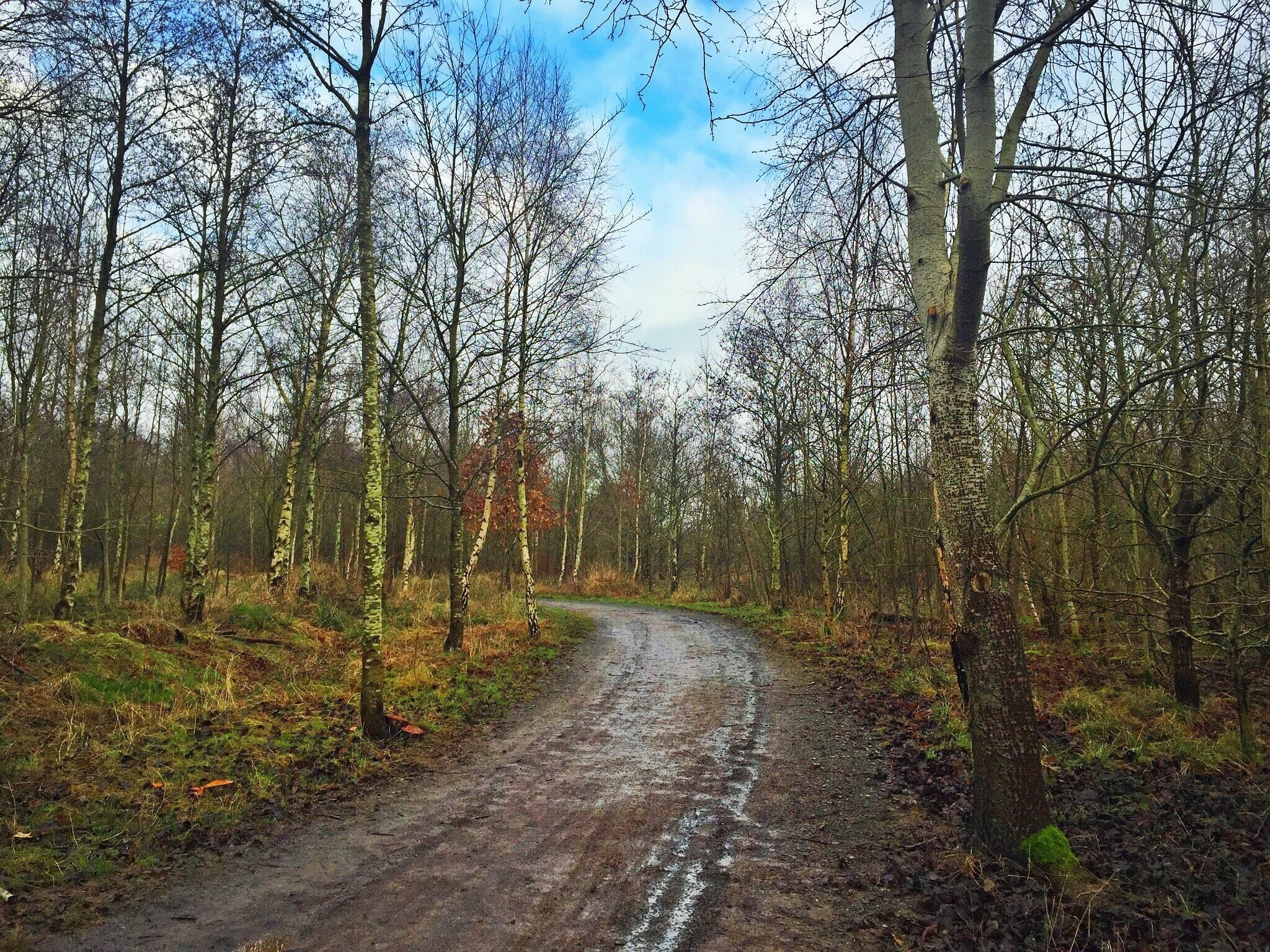 Taken in the woodlands opposite Hicks Lodge in Moira, Leicestershire, UK
#UK #England #Midlands #Leicestershire #Moira #HicksLodge #CycleCentre #Countryside #Outdoors #Nature #Winter 