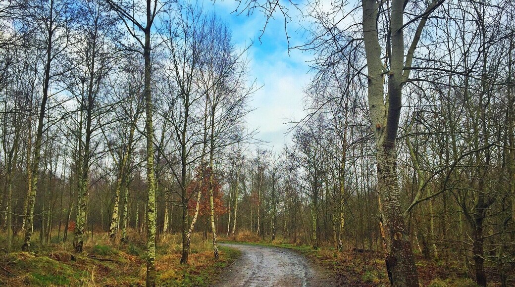 Taken in the woodlands opposite Hicks Lodge in Moira, Leicestershire, UK
#UK #England #Midlands #Leicestershire #Moira #HicksLodge #CycleCentre #Countryside #Outdoors #Nature #Winter