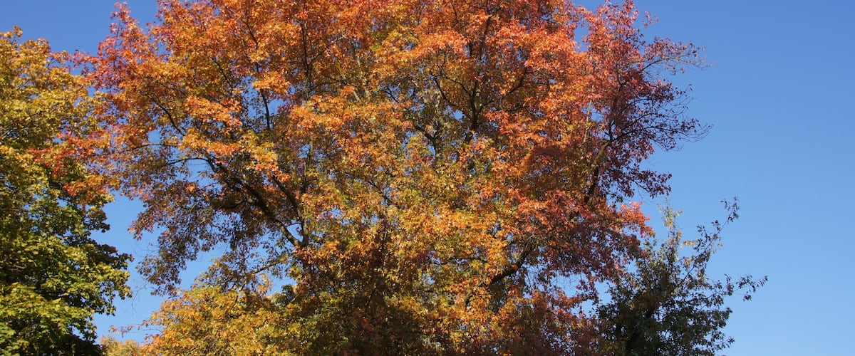 Herbst in Chemnitz