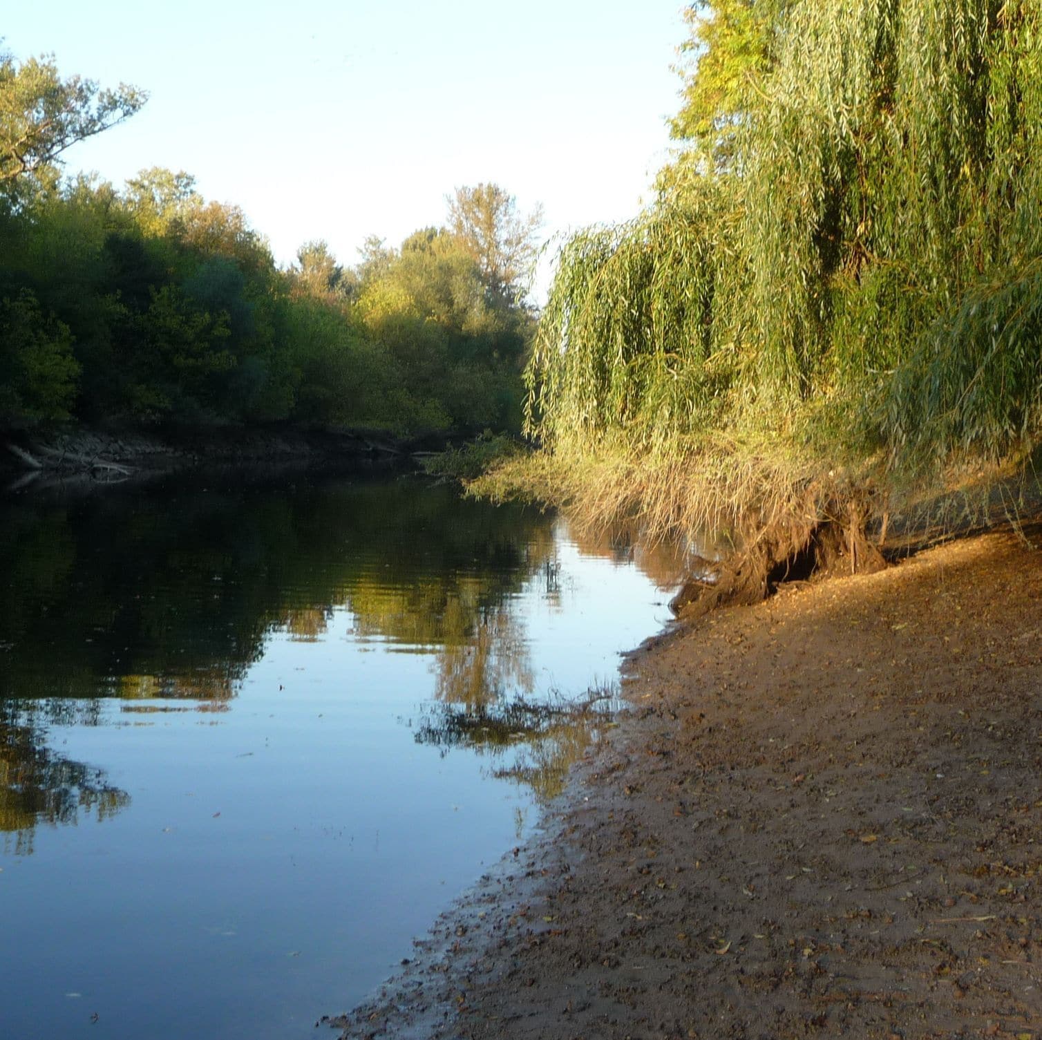 Waldpark auf der Reißinsel