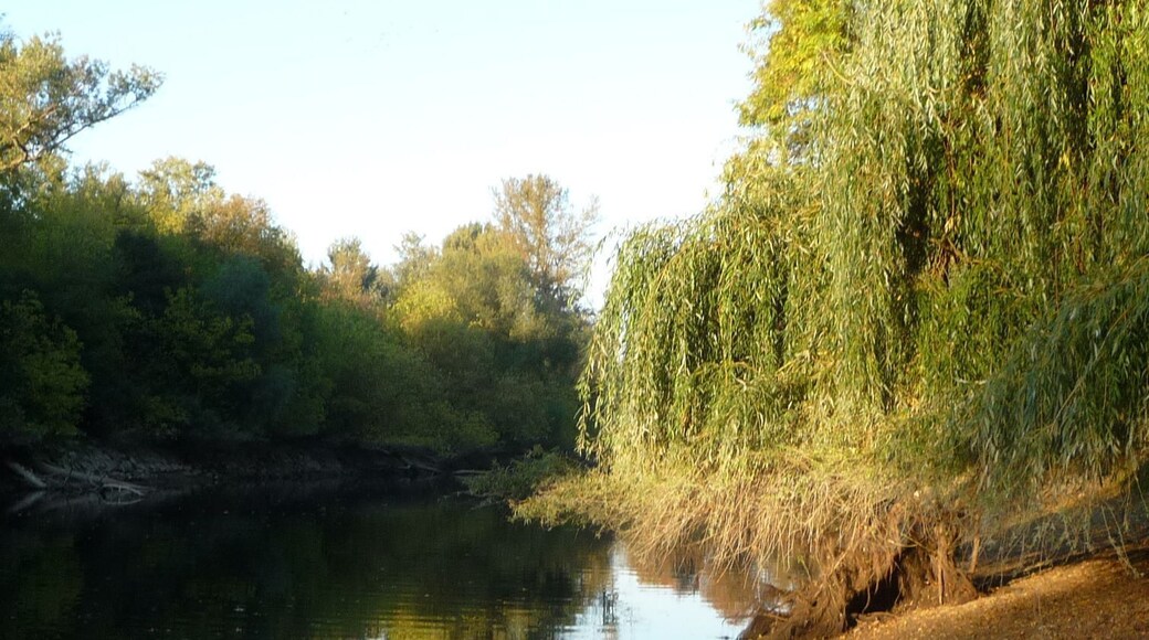 Waldpark auf der Reißinsel