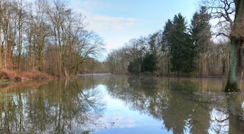 Forest park, Mannheim, Germany, after been flooded by the Rhine