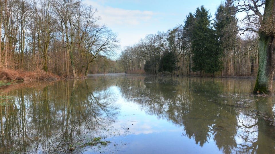 Forest park, Mannheim, Germany, after been flooded by the Rhine