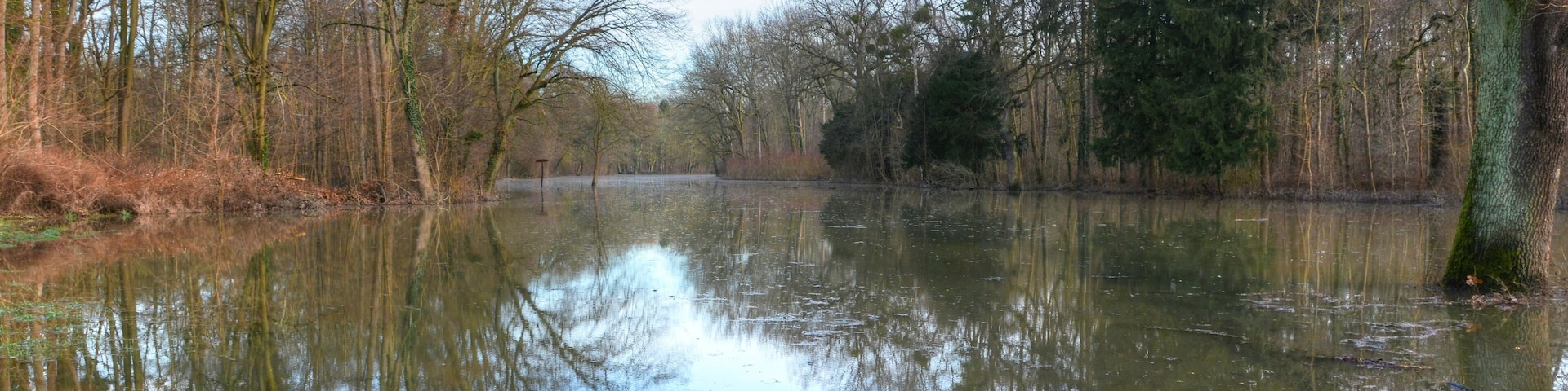 Forest park, Mannheim, Germany, after been flooded by the Rhine