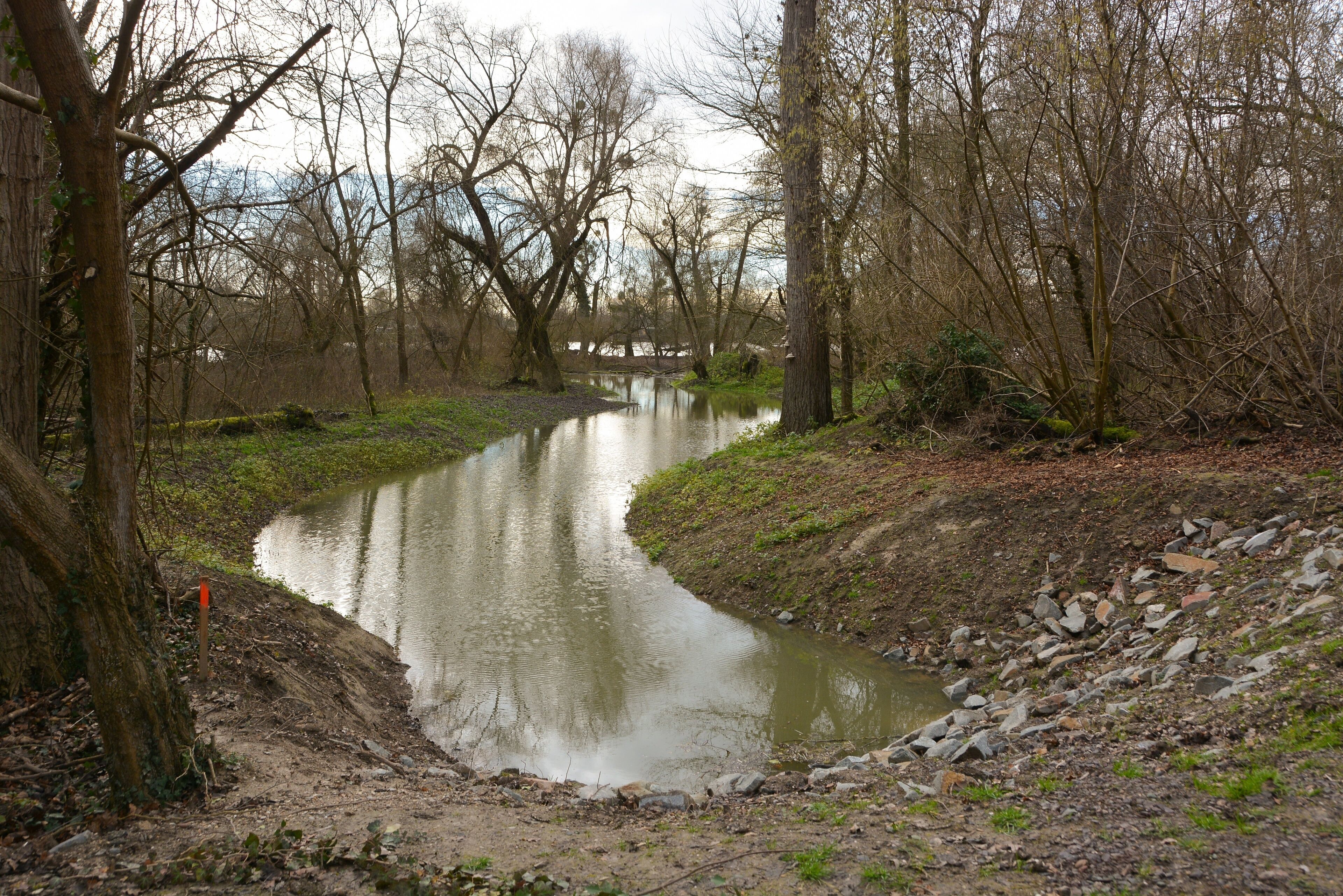 Forest park, Mannheim, Germany, small Rhine arm "Schlauch" ("tube"), view into the new connection to "Hagbau-Schlute" in the protected nature area "Bei der Silberpappel" - first time with water in January 2016.