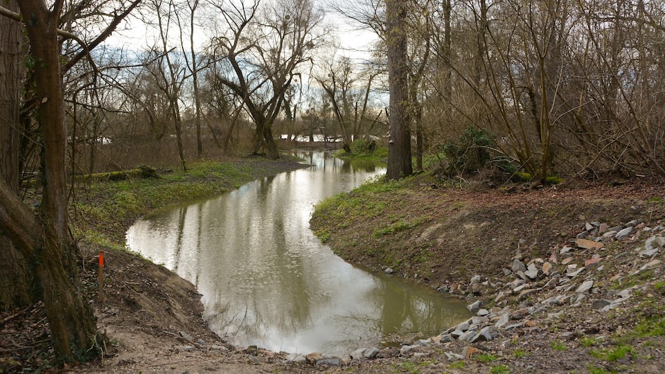 Forest park, Mannheim, Germany, small Rhine arm "Schlauch" ("tube"), view into the new connection to "Hagbau-Schlute" in the protected nature area "Bei der Silberpappel" - first time with water in January 2016.