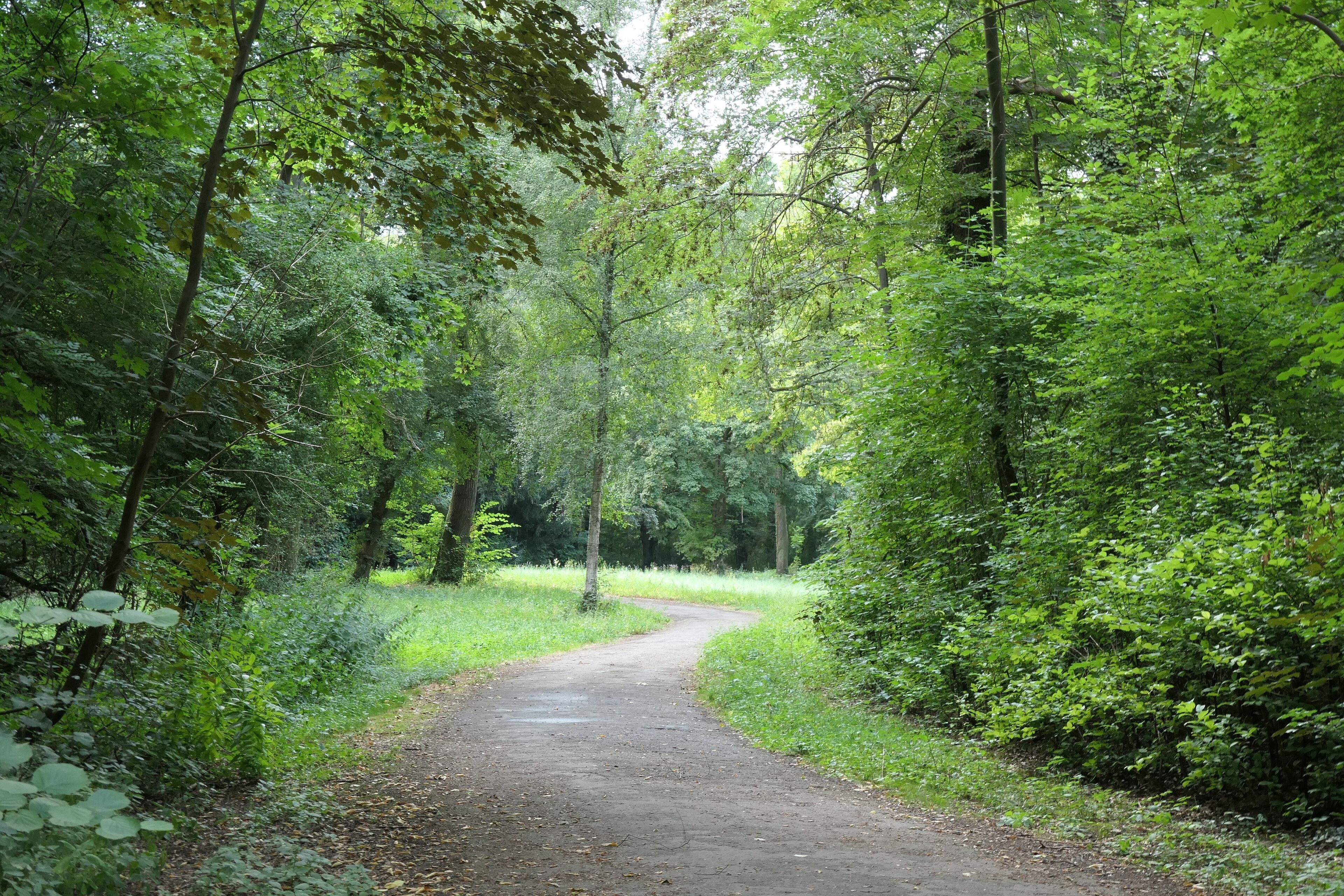 Forest park, Mannheim, Germany, Sternstr.