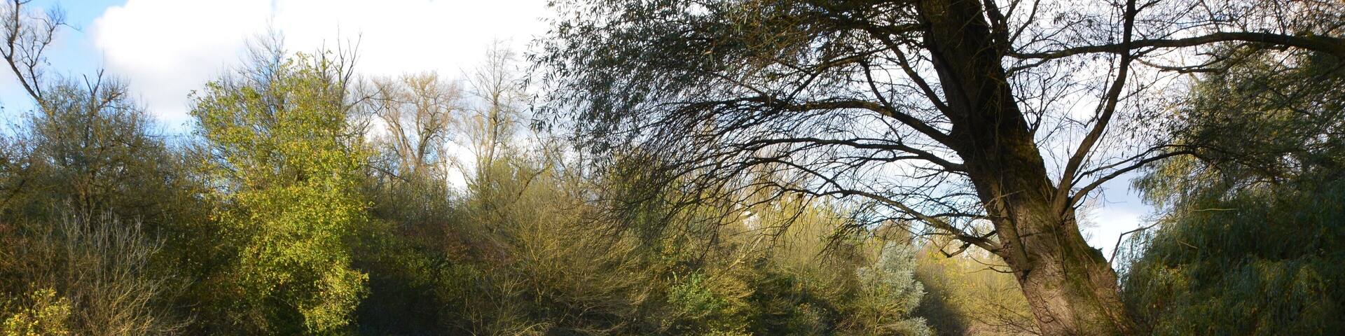 Forest park, Mannheim, Germany, view over creek Bellenkrappen to nature reserve Reißinsel