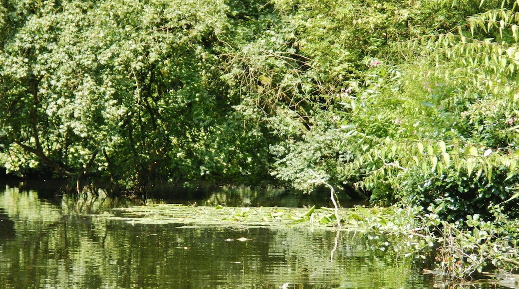 Die Werse in Münster