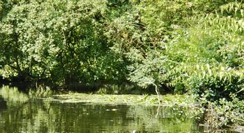 Die Werse in Münster