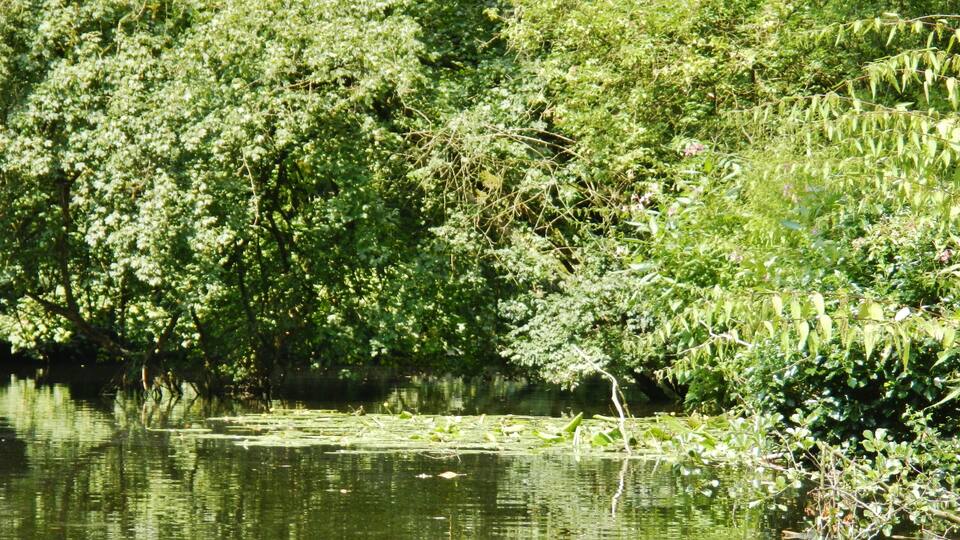 Die Werse in Münster