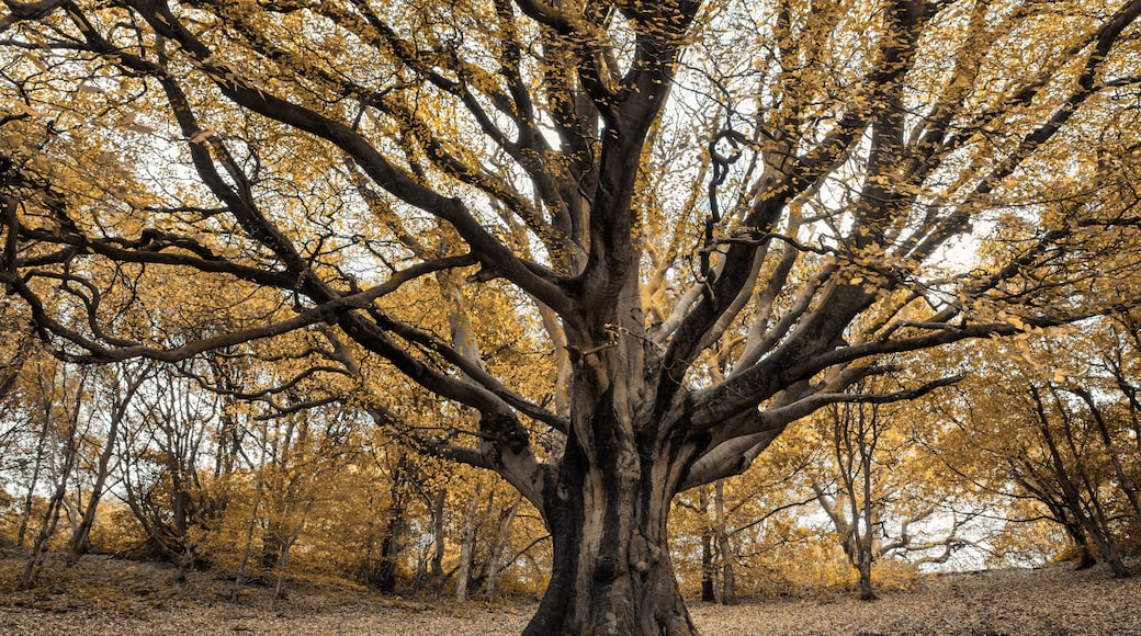 A large tree with a thick trunk and many branches, surrounded by a forest with yellow leaves on the ground.