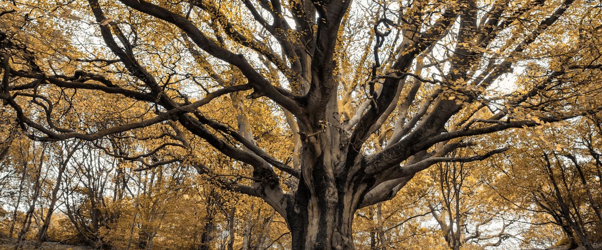 A large tree with a thick trunk and many branches, surrounded by a forest with yellow leaves on the ground.