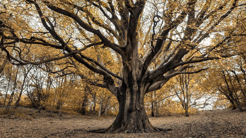 Autumnal Treess In The Clent Hills In The West Midlands