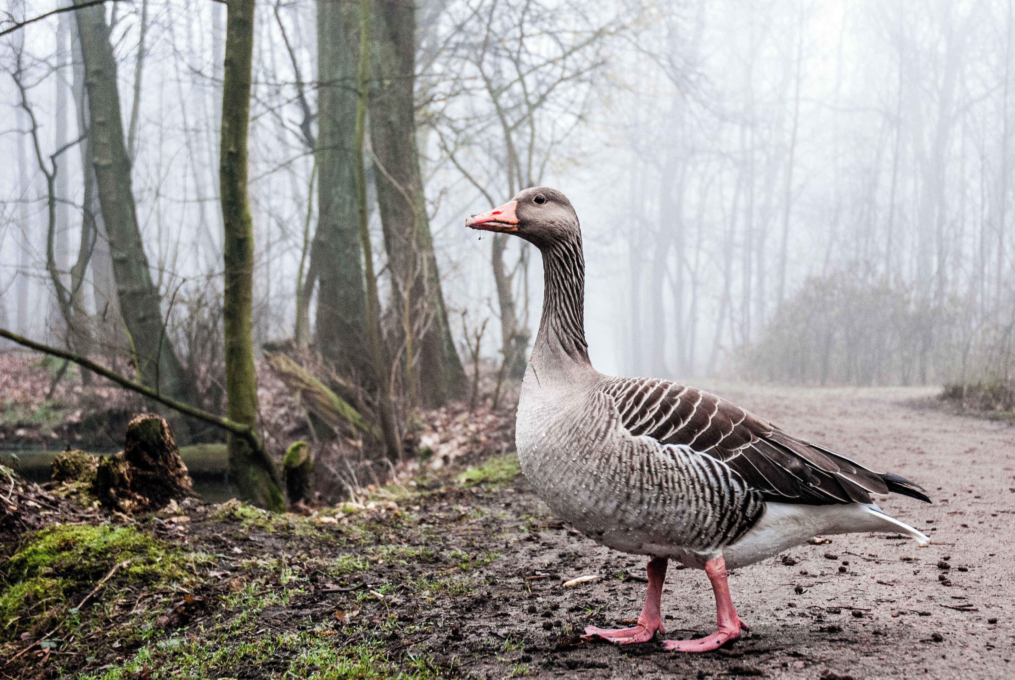 A goose standing on a forest path.