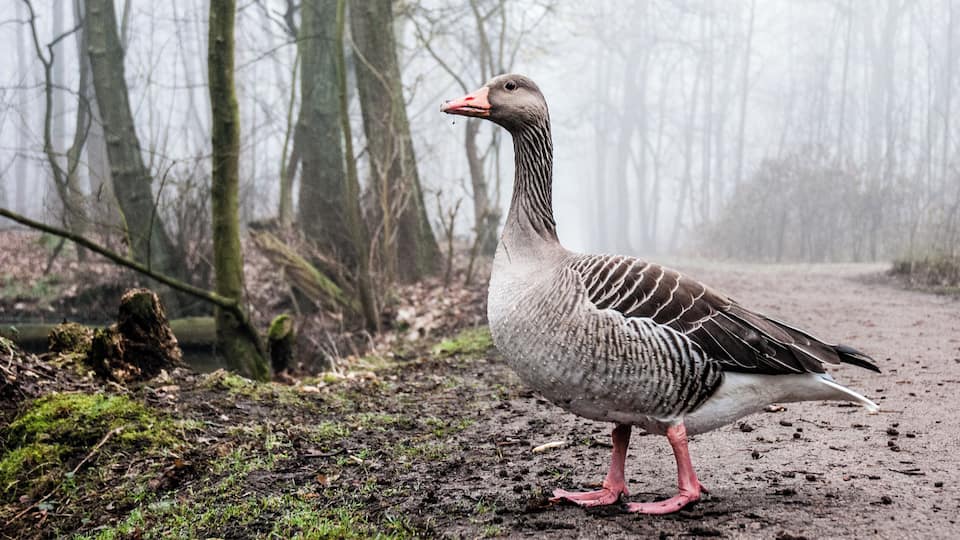 A goose standing on a forest path.
