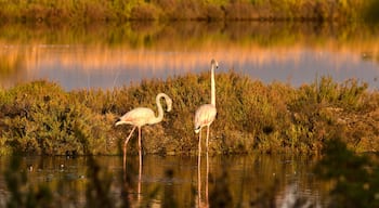 Greater flamingo feeding in Pond of the Pesquiers Natural site in Hyères