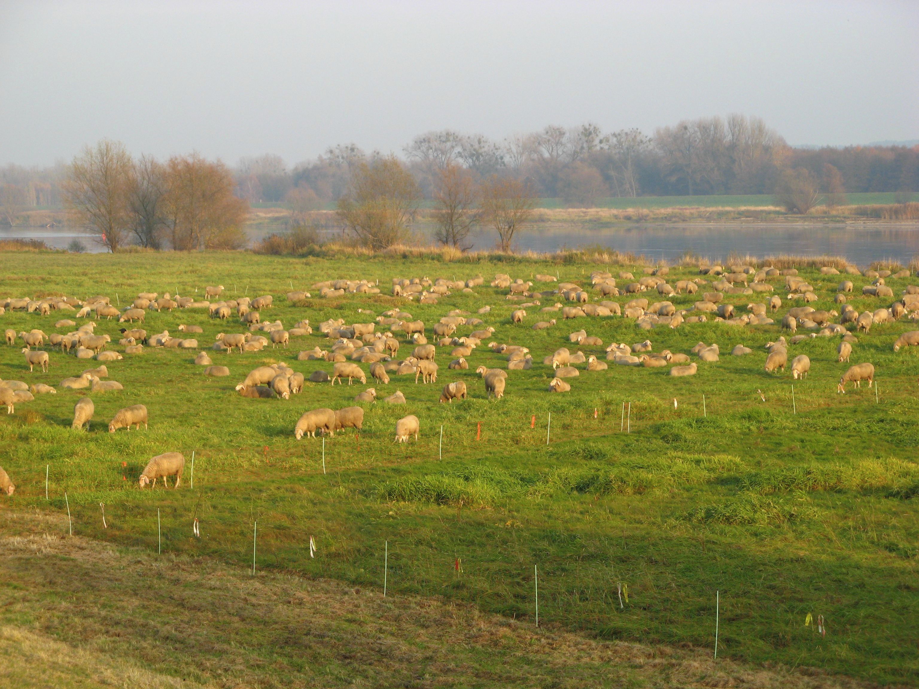 A large flock of sheep grazing in a green field with a body of water and trees in the background.