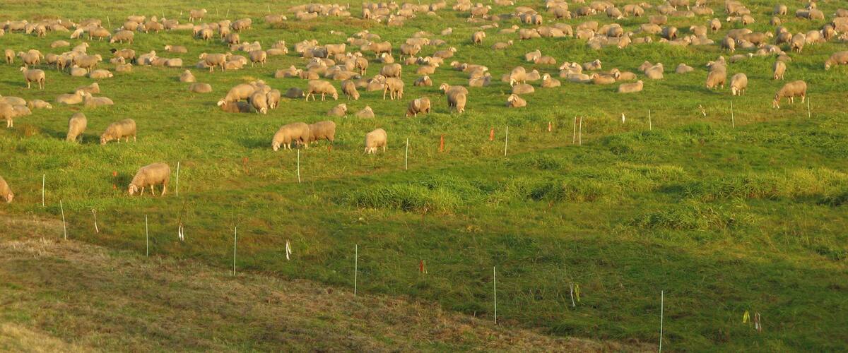 A large flock of sheep grazing in a green field with a body of water and trees in the background.