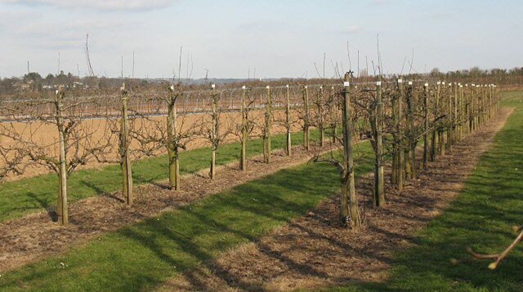 Orchard at East Malling The orchard is shown on the map and is probably part of the East Malling Research Centre: http://www.emr.ac.uk/