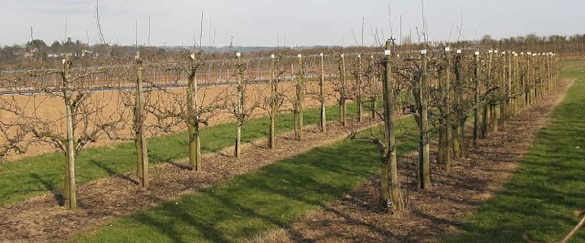 Orchard at East Malling The orchard is shown on the map and is probably part of the East Malling Research Centre: http://www.emr.ac.uk/