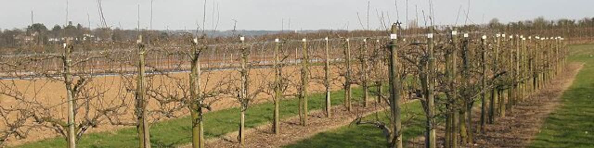 Orchard at East Malling The orchard is shown on the map and is probably part of the East Malling Research Centre: http://www.emr.ac.uk/