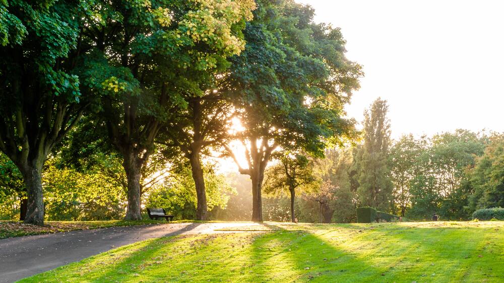 Ein Park mit einem Weg, Bäumen und einer Bank.