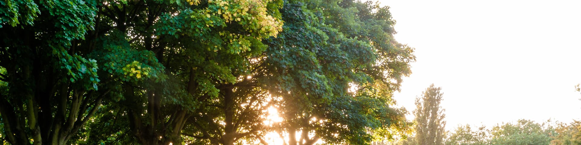 A park with a path, trees, and a bench.