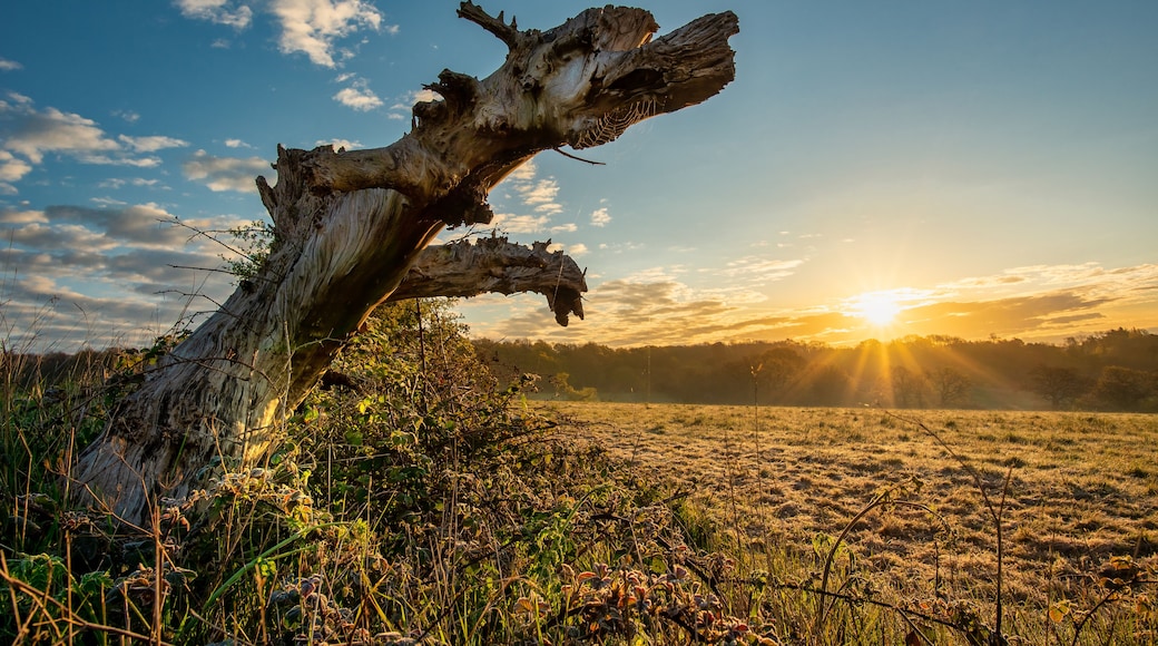 A sunset over a field with a prominent dead tree trunk.