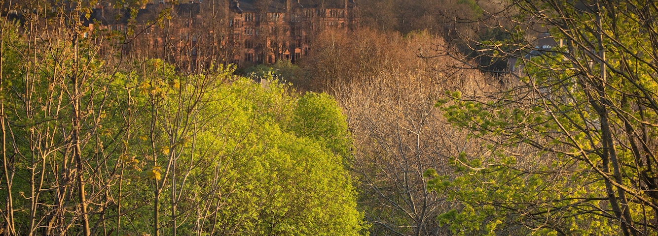 Tranquil View of Spring Trees at Sunset From a Hillside in Queens Park with Traditional Glasgow Tenements in the Background