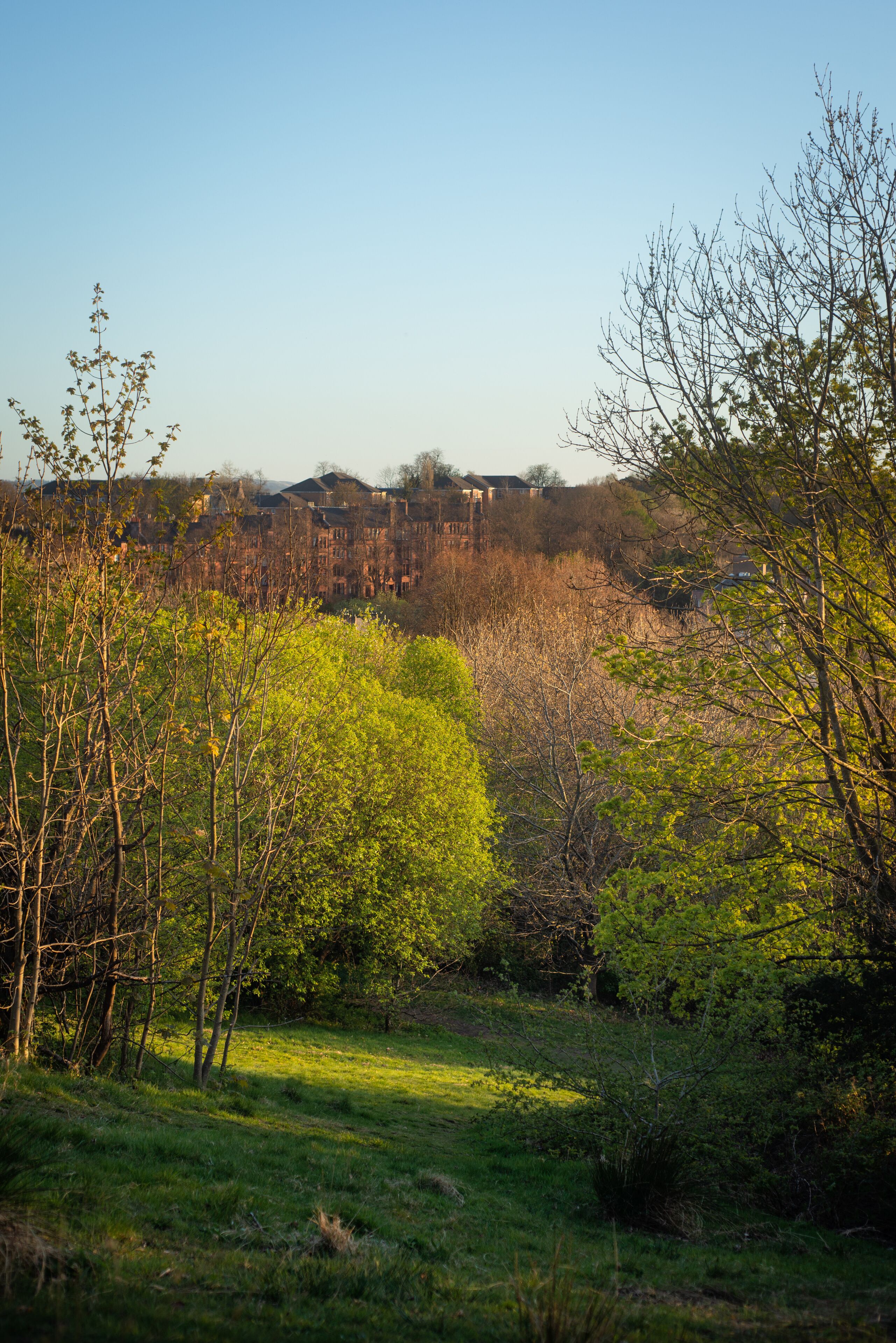 A grassy field with trees and a distant view of buildings.