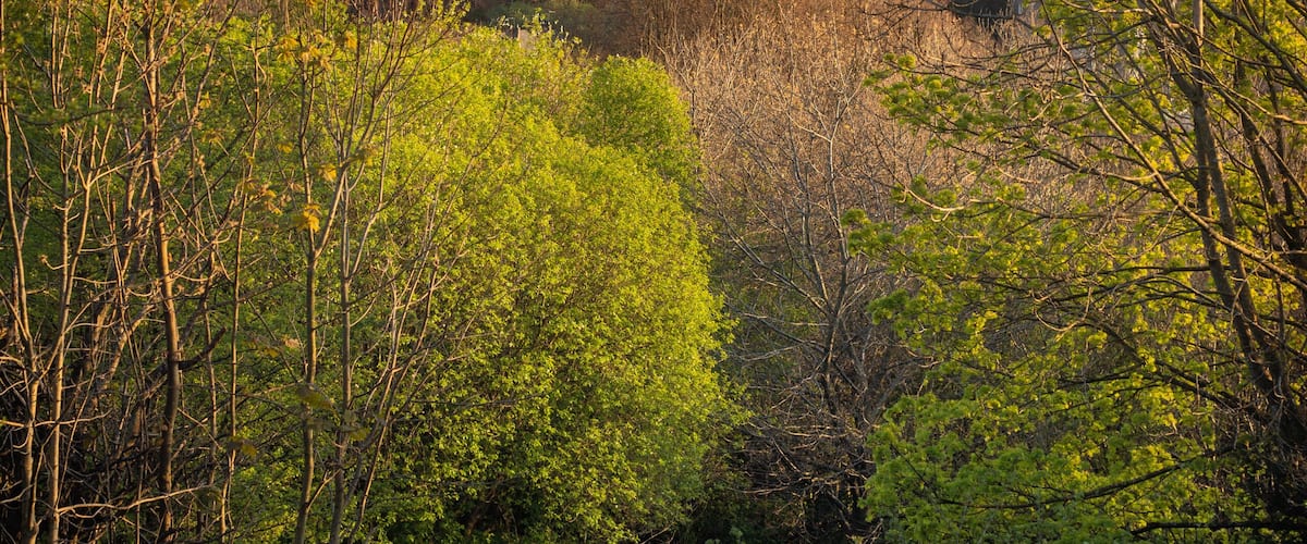 A grassy field with trees and a distant view of buildings.