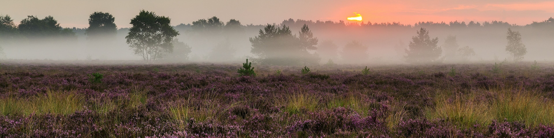 Rucphense Heide