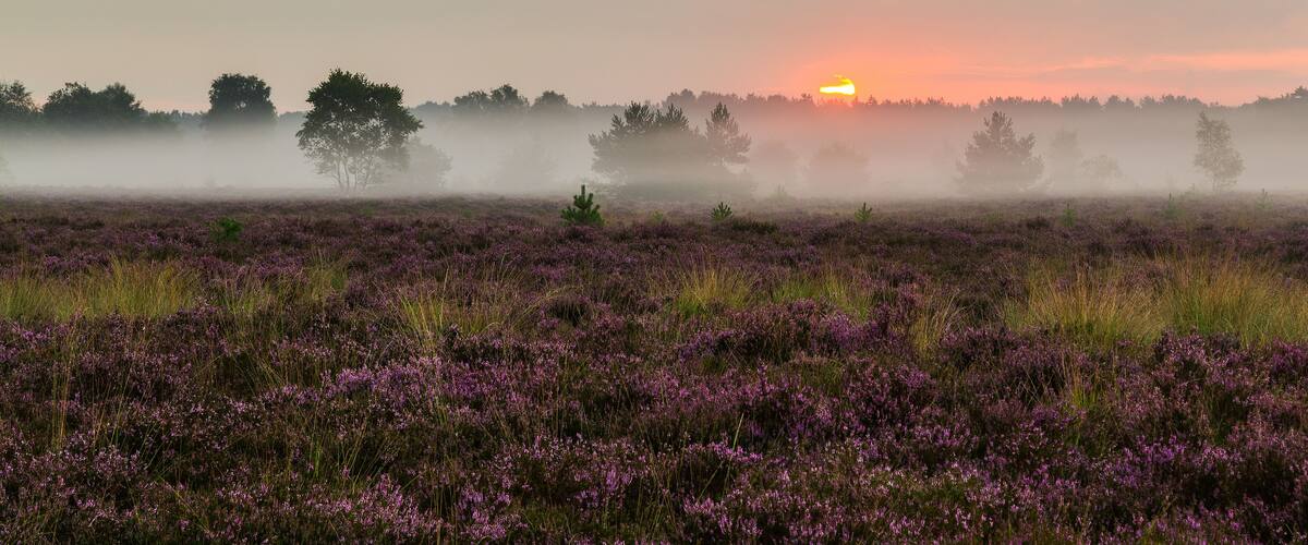 A purple heather field at sunrise with the sun low on the horizon.