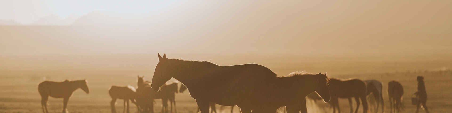 Moments you can’t capture. Moments you never forget. 
One great sunset among horses in Kyrgystan.
#troveon #horses #moments #kyrgystan #sunsets #travel #nature
Make sure you follow me on:
https://www.facebook.com/ShotByCanipel/
https://www.instagram.com/canipel/