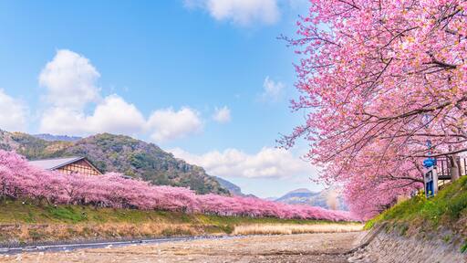河津町の春景色 河津川沿いに咲く満開の河津桜並木【静岡県】
Kawazu cherry blossoms blooming in Kawazu Town, a famous cherry blossom spot in Shizuoka - Japan