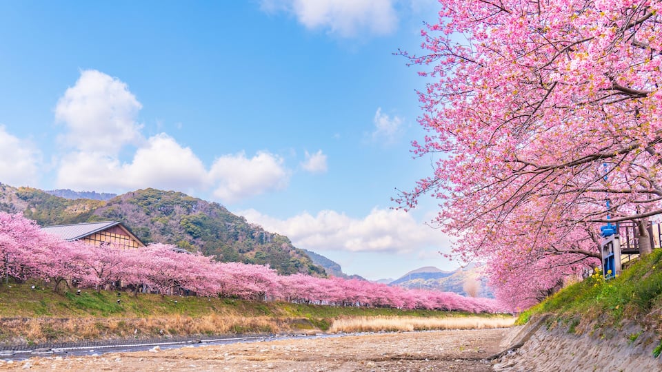 A river with cherry blossoms, a traditional building, and a mountain in the background.
