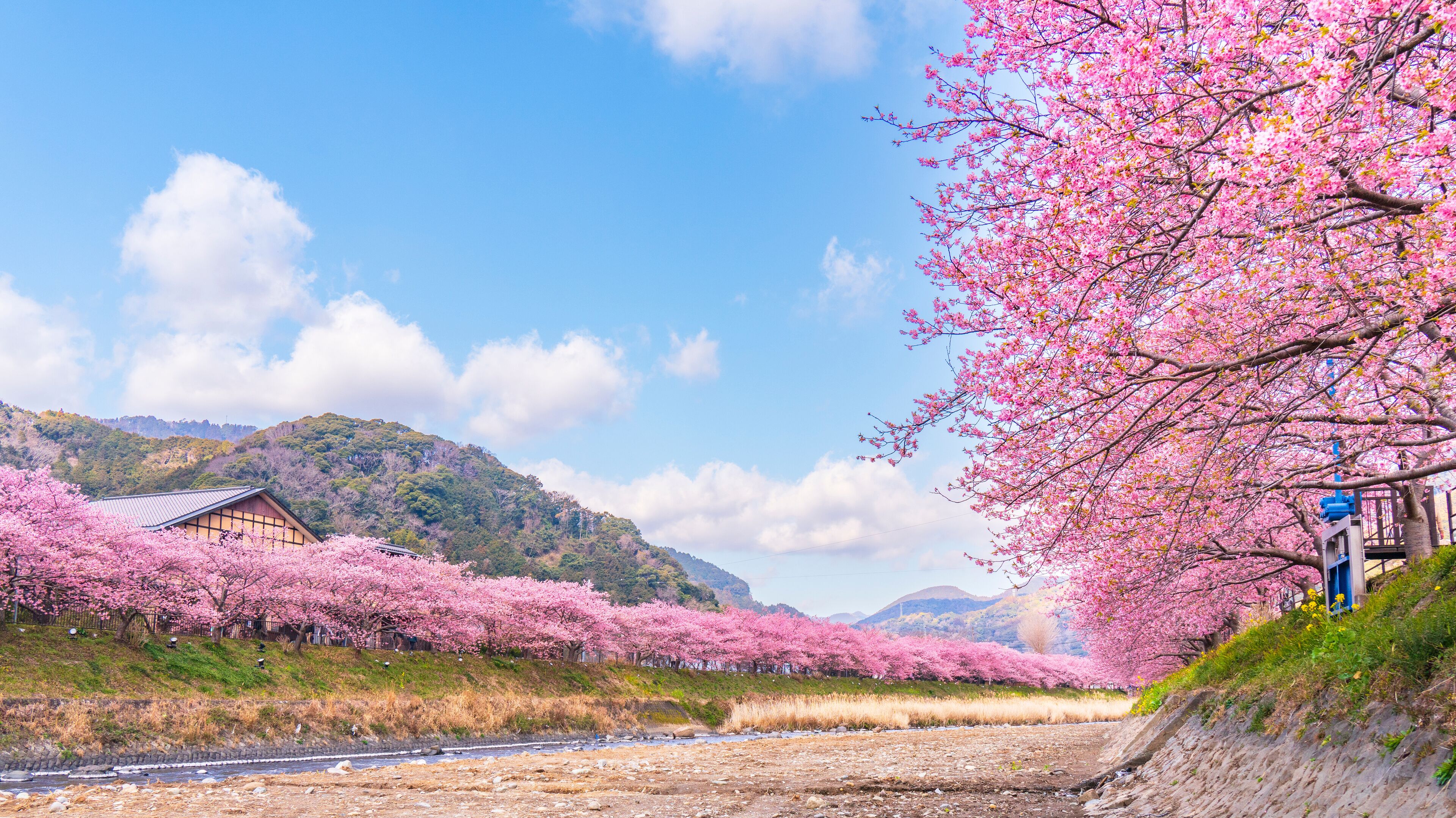 A river with cherry blossoms, a traditional building, and a mountain in the background.