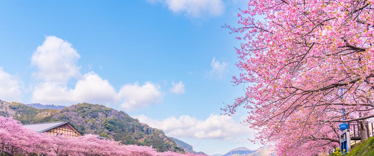 A river with cherry blossoms, a traditional building, and a mountain in the background.