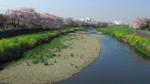 Yanase River in Shiki (Saitama Prefecture, Japan).