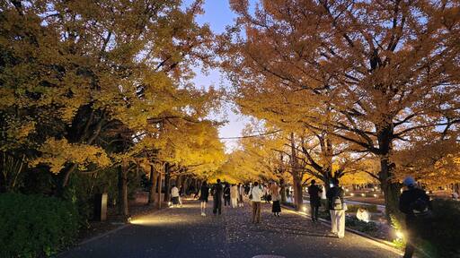 A tree-lined pathway with people walking.