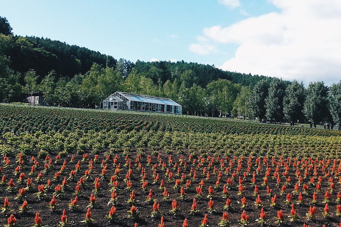 
Another a lot of mini red flower.
#Hokkaido #Japan #Nakafurano #flower

Taken at June 20th, 2014.