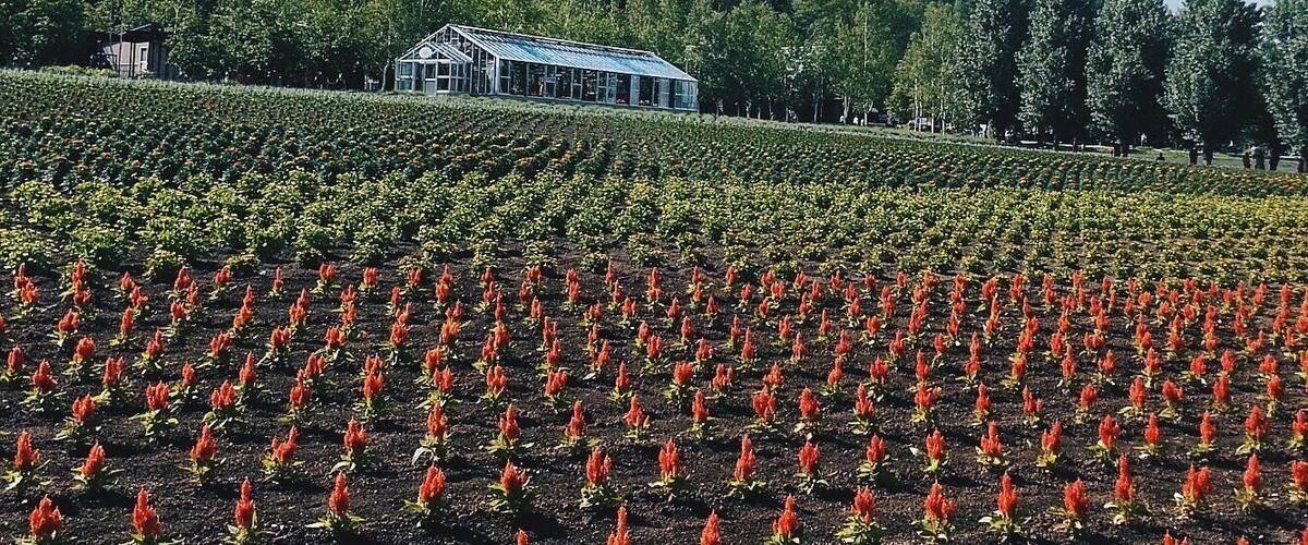 Another a lot of mini red flower.
#Hokkaido #Japan #Nakafurano #flower
Taken at June 20th, 2014.