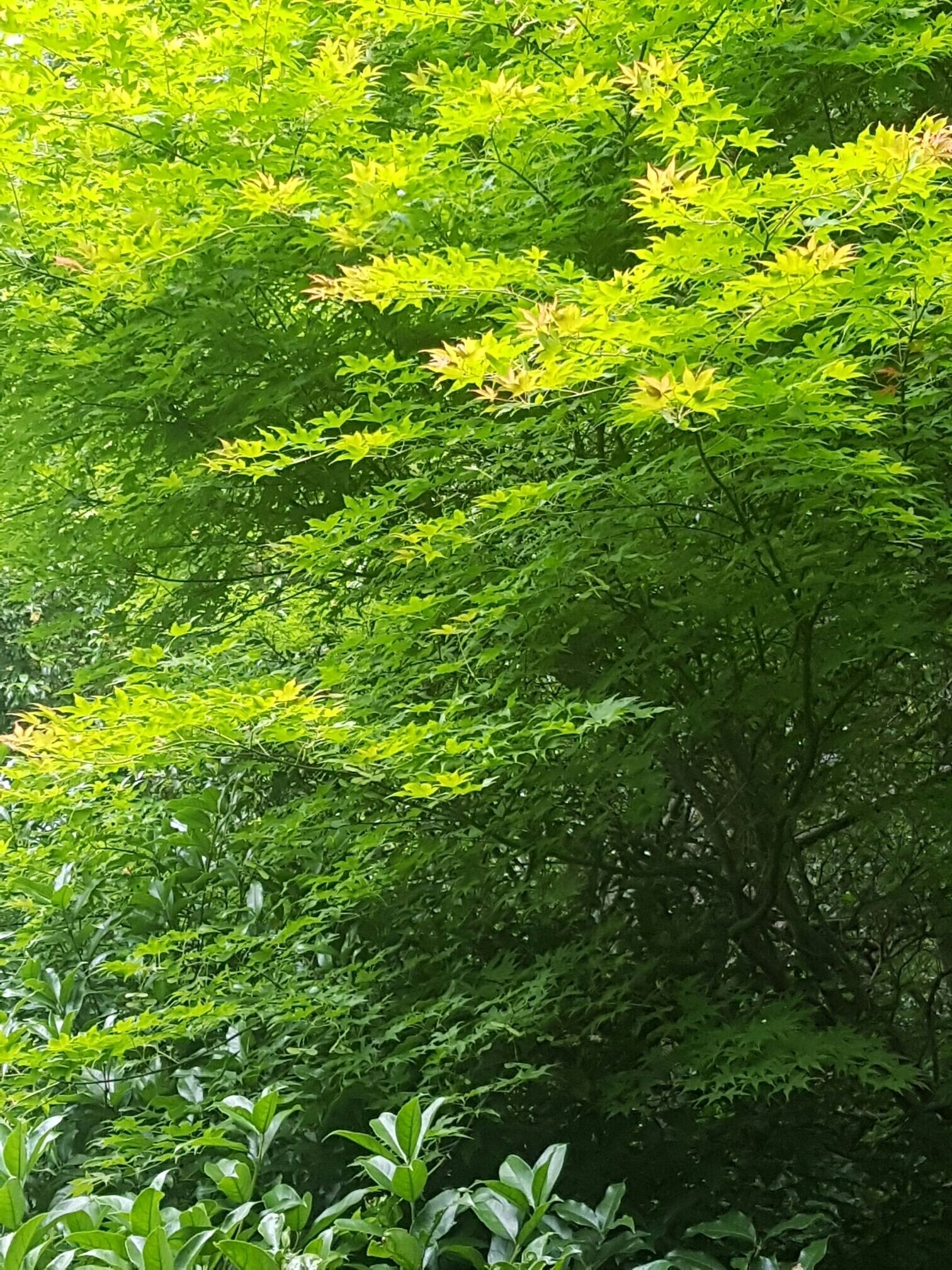 Japanese Maple.
Star shaped leaves tinged with fire.
Green, red, together.
Japan is renowned for its gardens. There is such simple beauty in everything from the plants to the water. Everything positioned perfectly for your enjoyment.
#green #japan #kyoto #maple #red