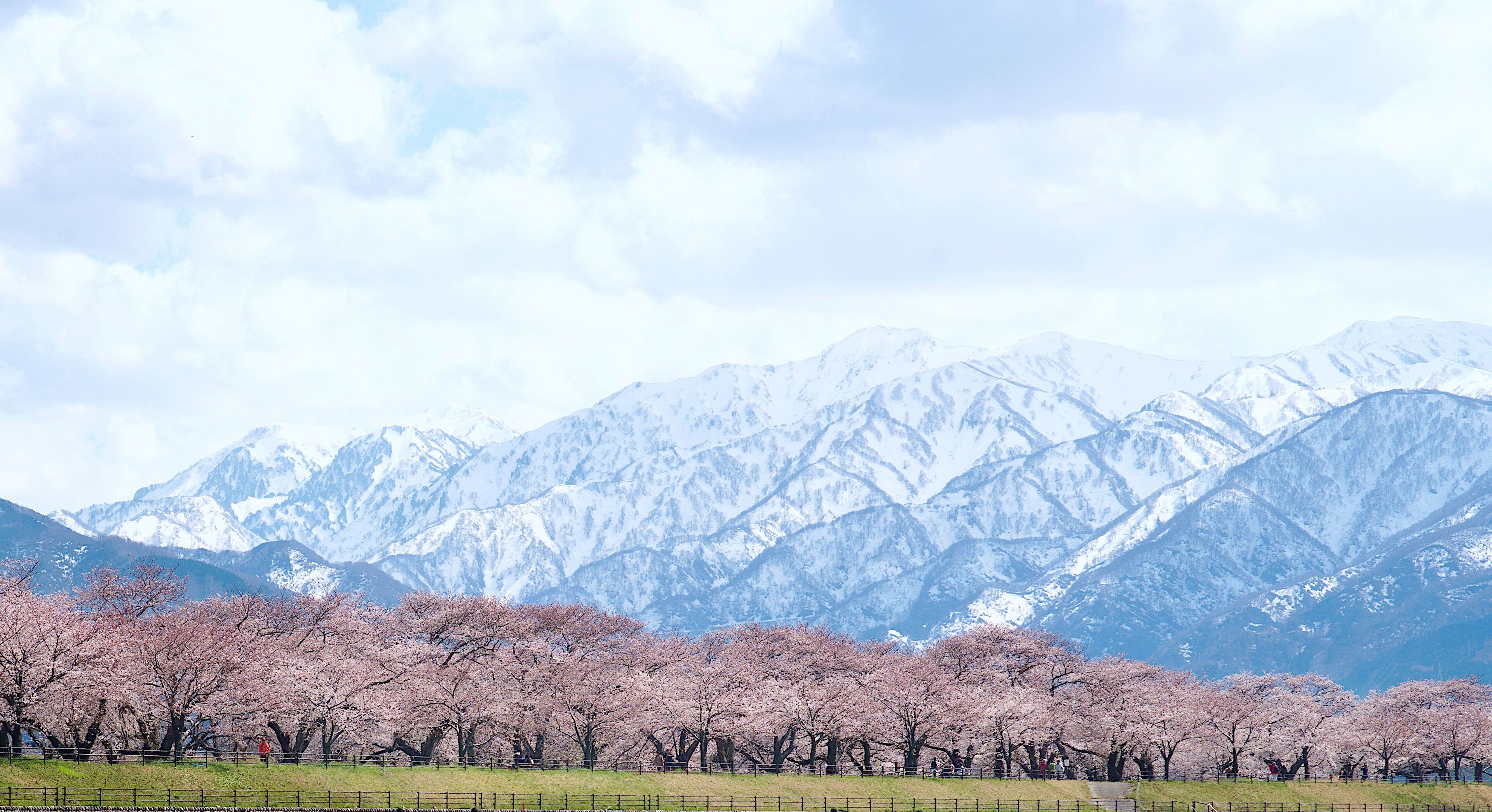 A landscape with snow-capped mountains and cherry blossom trees in full bloom.