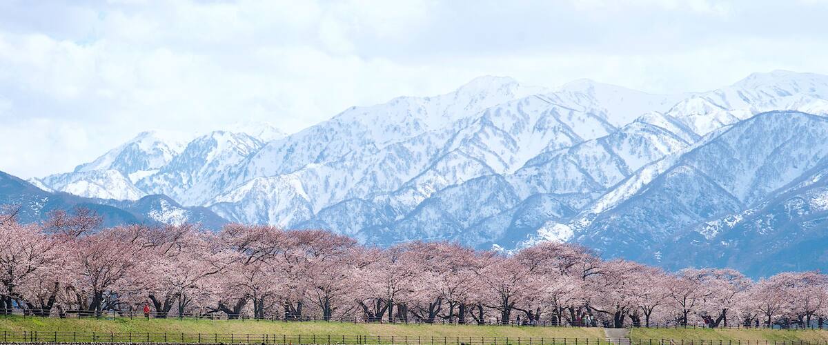 A landscape with snow-capped mountains and cherry blossom trees in full bloom.